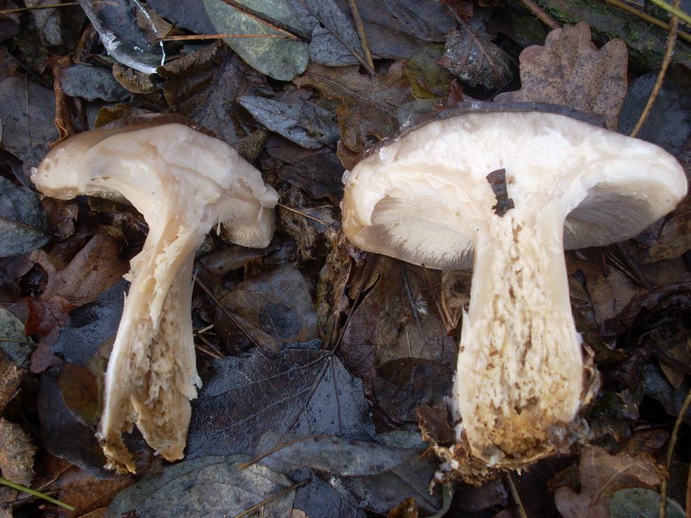 Funghi da determinare